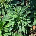 Limonium tataricum